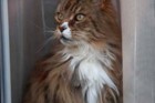 Main Coon